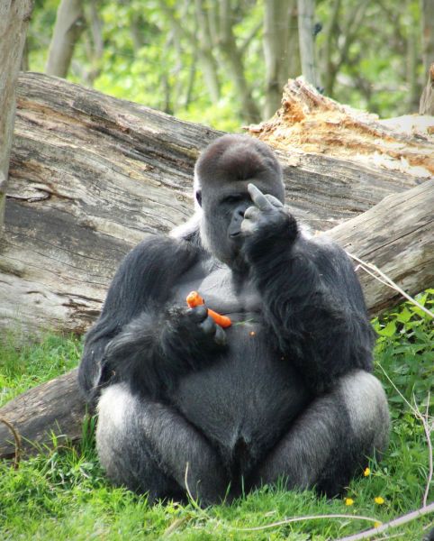 Bildschirmarbeiter - Picdump 11.05.2012