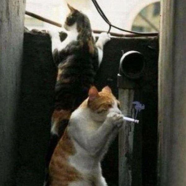 Bildschirmarbeiter - Picdump 18.05.2012