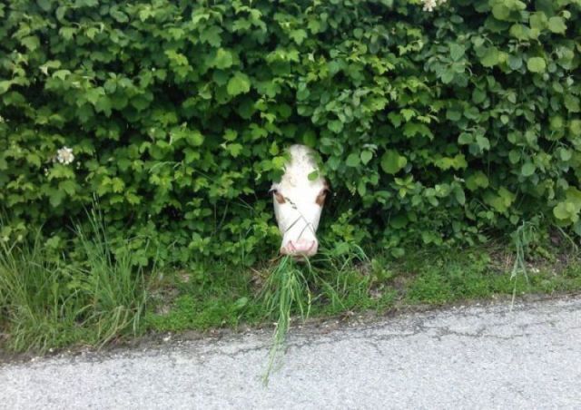 Bildschirmarbeiter - Picdump 18.05.2012