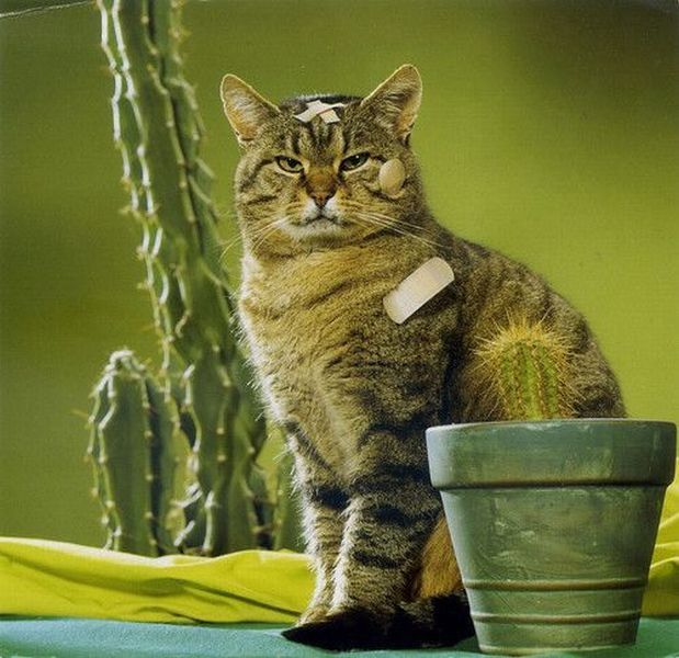 Bildschirmarbeiter - Picdump 13.07.2012