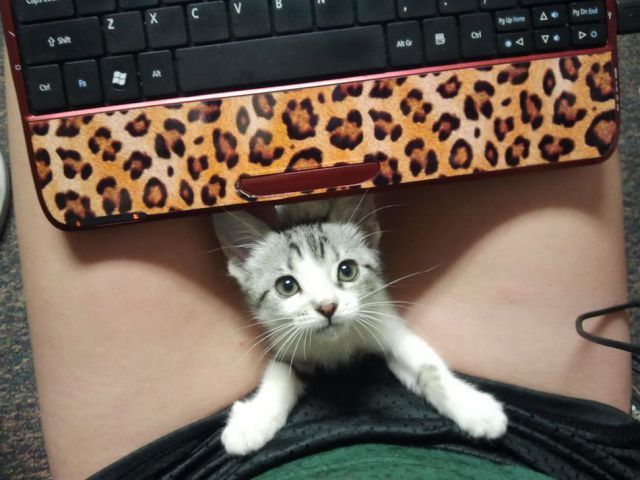 Bildschirmarbeiter - Picdump 26.10.2012