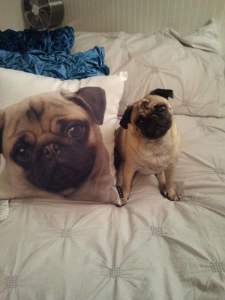 Bildschirmarbeiter - Picdump 14.12.2012