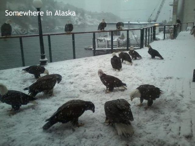 Bildschirmarbeiter - Picdump 21.12.2012