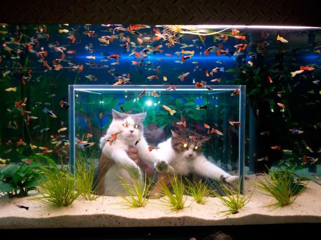 Bildschirmarbeiter - Picdump 21.12.2012