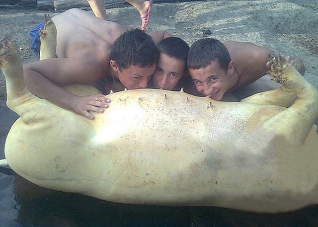 Bildschirmarbeiter - Picdump 11.01.2013