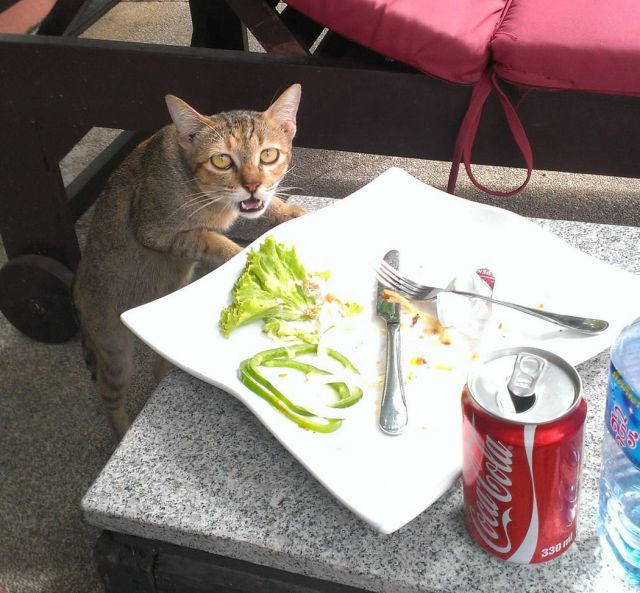 Bildschirmarbeiter - Picdump 15.02.2013