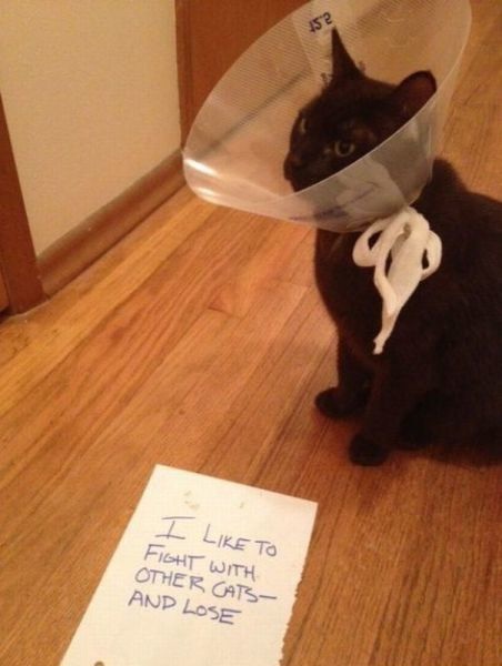 Bildschirmarbeiter - Picdump 02.08.2013