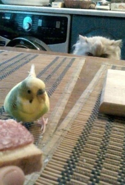 Bildschirmarbeiter - Picdump 11.10.2013