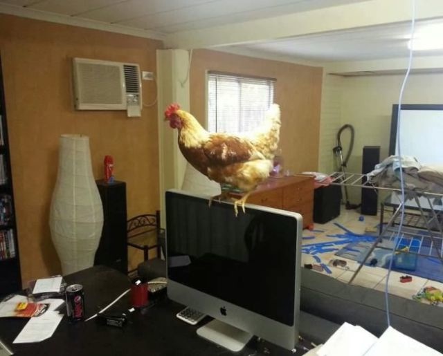 Bildschirmarbeiter - Picdump 20.12.2013