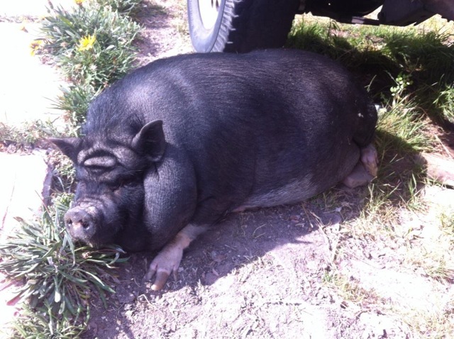 Bildschirmarbeiter - Picdump 24.01.2014