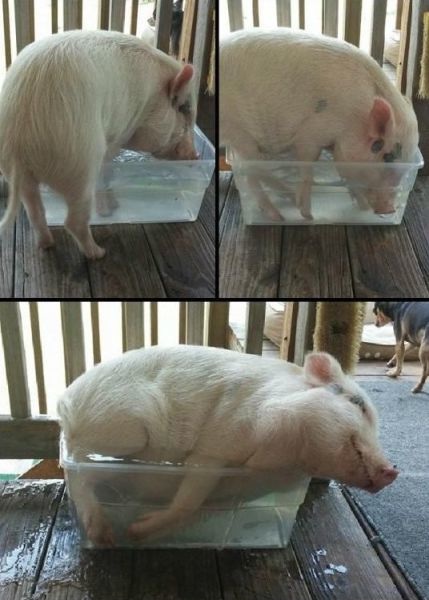 Bildschirmarbeiter - Picdump 20.06.2014