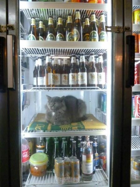 Bildschirmarbeiter - Picdump 27.06.2014