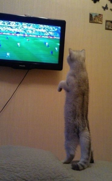 Bildschirmarbeiter - Picdump 18.07.2014