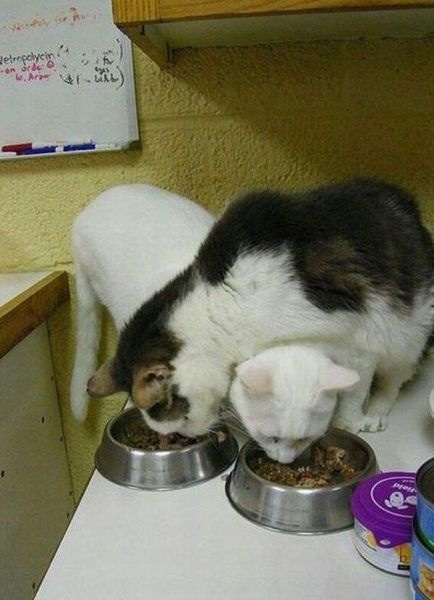 Bildschirmarbeiter - Picdump 25.07.2014