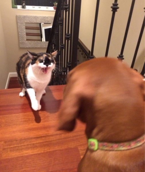 Bildschirmarbeiter - Picdump 15.08.2014