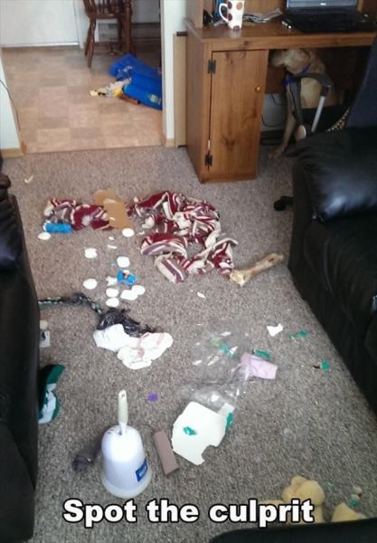 Bildschirmarbeiter - Picdump 15.08.2014