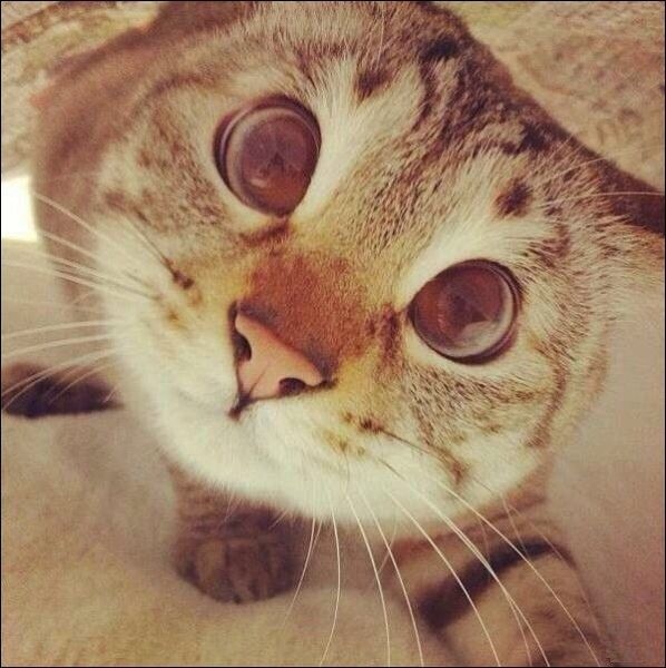 Bildschirmarbeiter - Picdump 03.10.2014