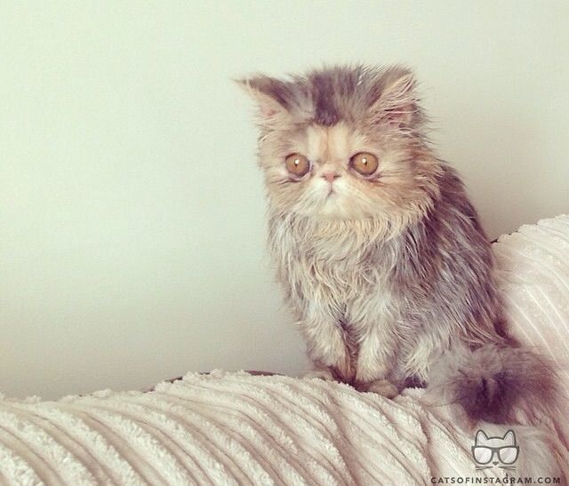 Bildschirmarbeiter - Picdump 24.10.2014