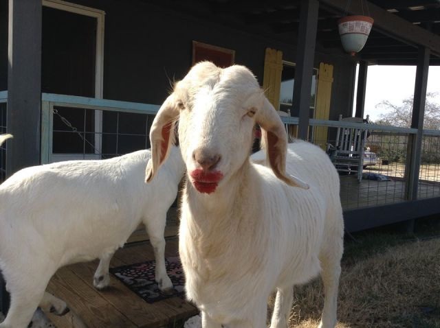 Bildschirmarbeiter - Picdump 14.11.2014