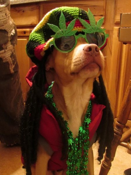 Bildschirmarbeiter - Picdump 26.12.2014