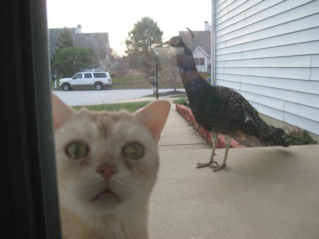 Bildschirmarbeiter - Picdump 20.02.2015