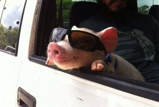 Bildschirmarbeiter - Picdump 10.04.2015