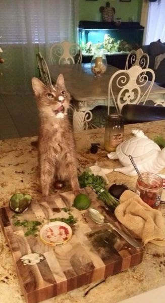 Bildschirmarbeiter - Picdump 08.05.2015