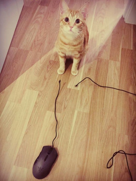 Bildschirmarbeiter - Picdump 22.05.2015