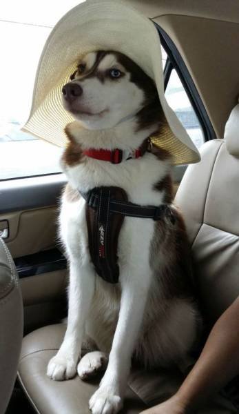 Bildschirmarbeiter - Picdump 26.06.2015