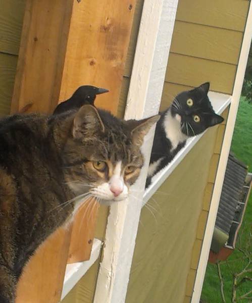 Bildschirmarbeiter - Picdump 10.07.2015