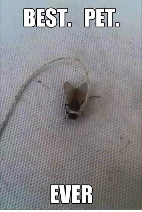 Bildschirmarbeiter - Picdump 10.07.2015