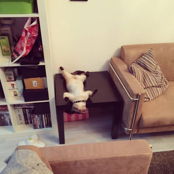 Bildschirmarbeiter - Picdump 17.07.2015