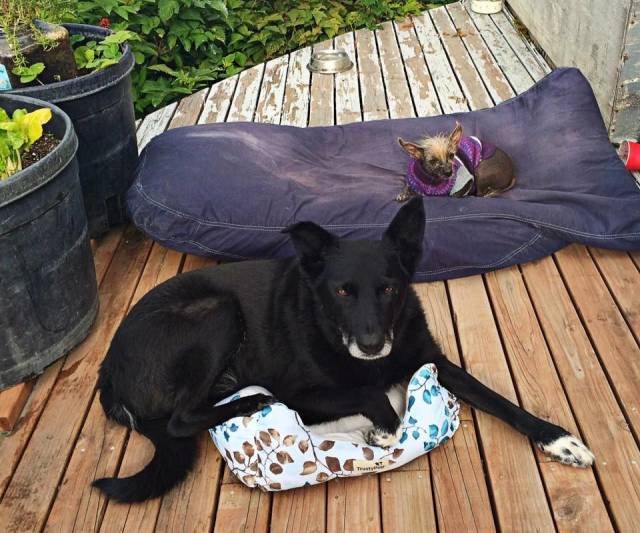 Bildschirmarbeiter - Picdump 14.08.2015