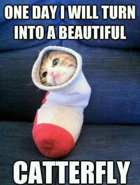 Bildschirmarbeiter - Picdump 14.08.2015