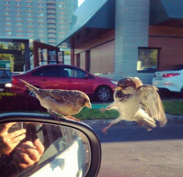 Bildschirmarbeiter - Picdump 04.09.2015