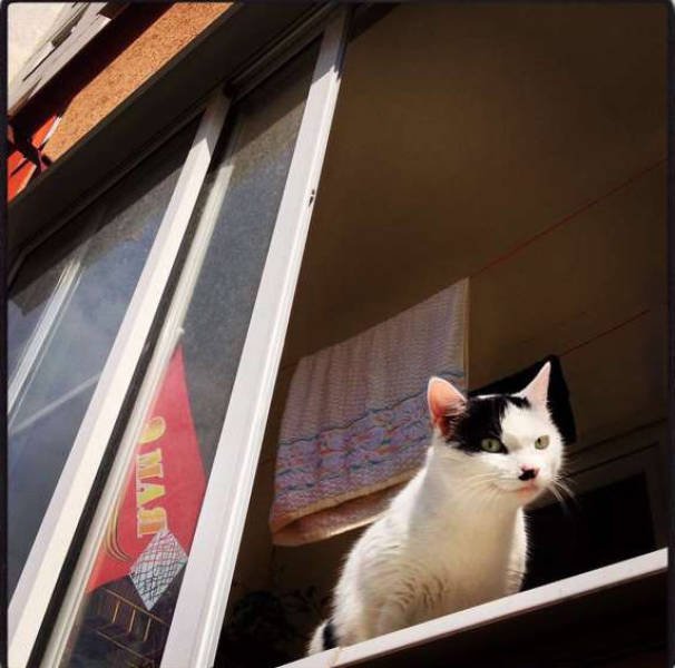 Bildschirmarbeiter - Picdump 16.10.2015