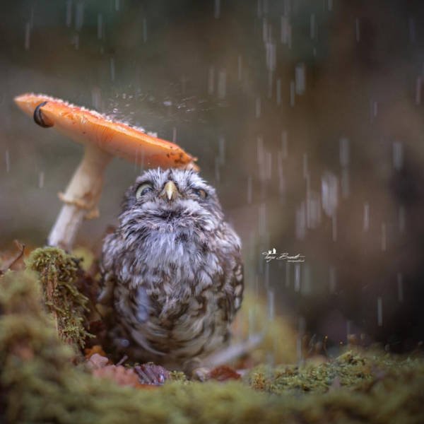 Bildschirmarbeiter - Picdump 16.10.2015