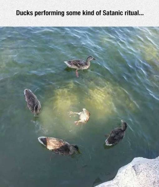 Bildschirmarbeiter - Picdump 13.11.2015