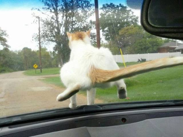 Bildschirmarbeiter - Picdump 27.11.2015