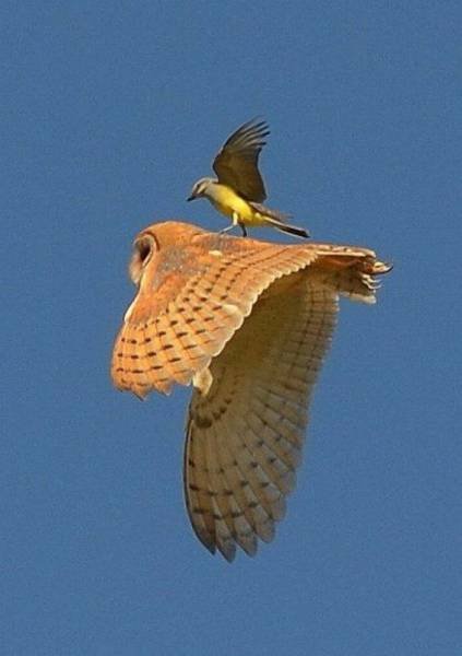 Bildschirmarbeiter - Picdump 04.12.2015