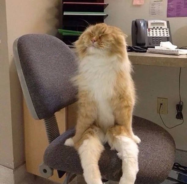 Bildschirmarbeiter - Picdump 04.12.2015