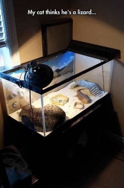 Bildschirmarbeiter - Picdump 18.12.2015