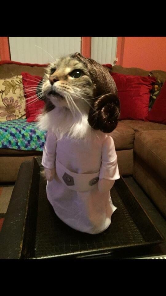 Bildschirmarbeiter - Picdump 24.12.2015