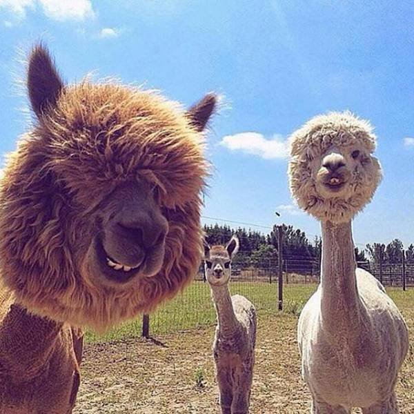 Bildschirmarbeiter - Picdump 29.01.2016