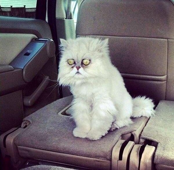 Bildschirmarbeiter - Picdump 19.02.2016