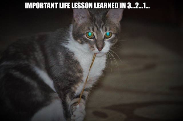 Bildschirmarbeiter - Picdump 25.03.2016