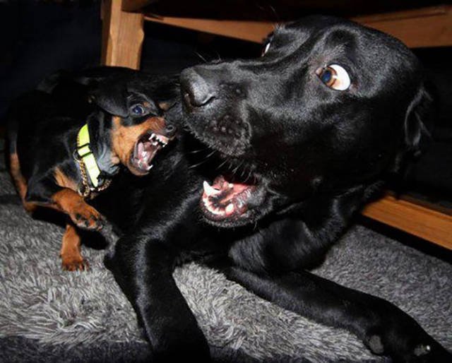 Bildschirmarbeiter - Picdump 25.03.2016