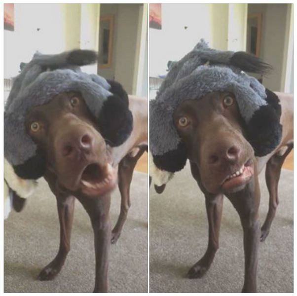 Bildschirmarbeiter - Picdump 08.04.2016