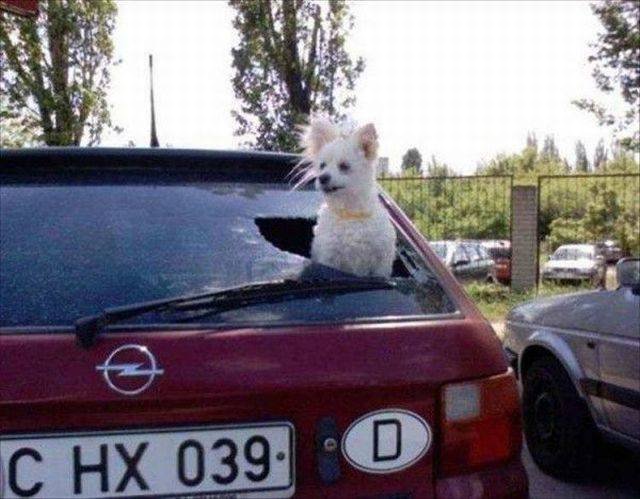 Bildschirmarbeiter - Picdump 15.04.2016