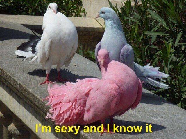 Bildschirmarbeiter - Picdump 06.05.2016